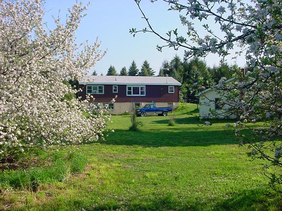 Apple trees in the back yard.