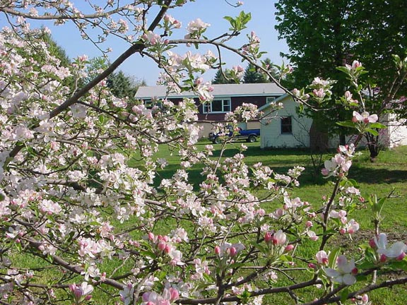 Apple trees in the back yard.