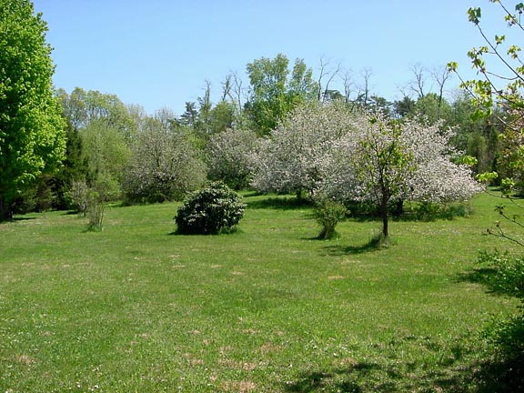 Apple trees in the back yard.