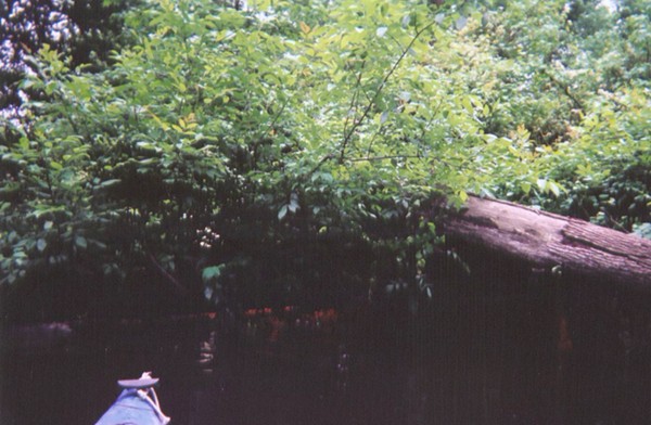  Southwest Creek kayak trip.