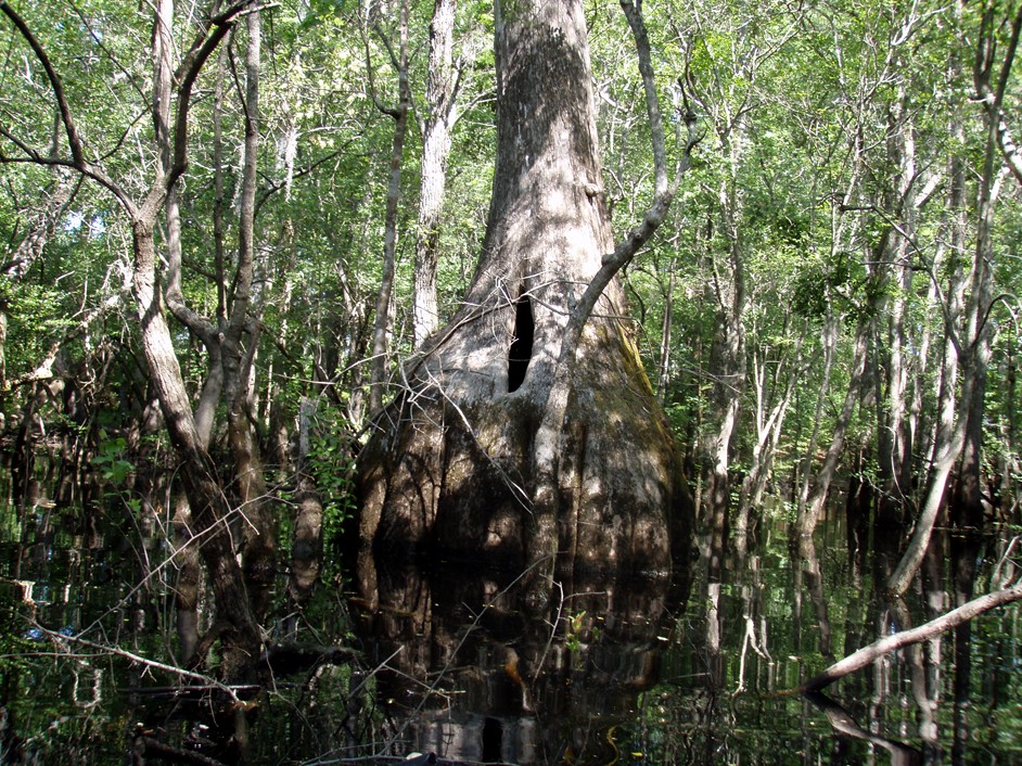  Waccamaw River.