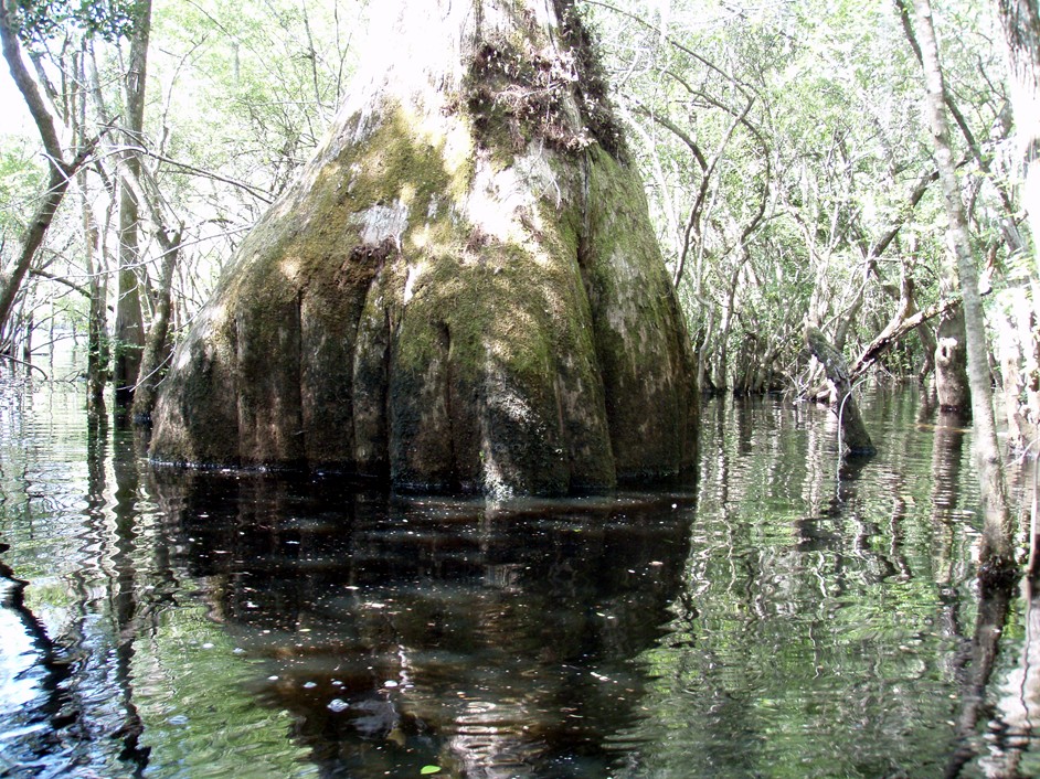  Waccamaw River.