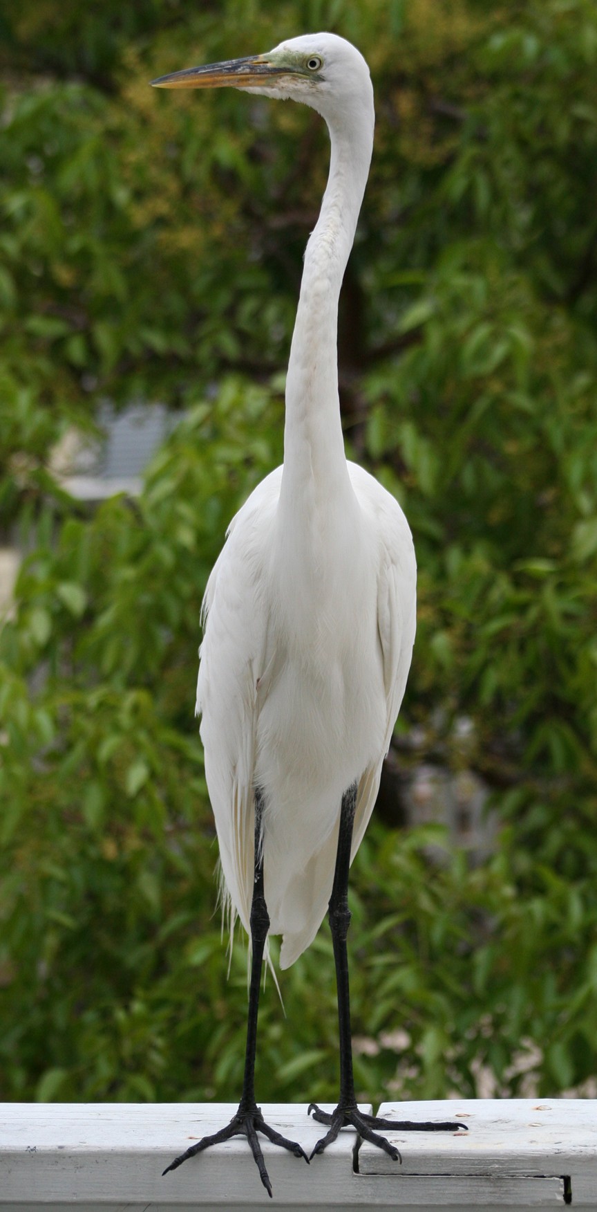  Egret on the porch.