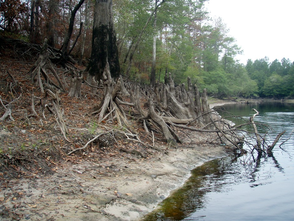  Waccamaw River.