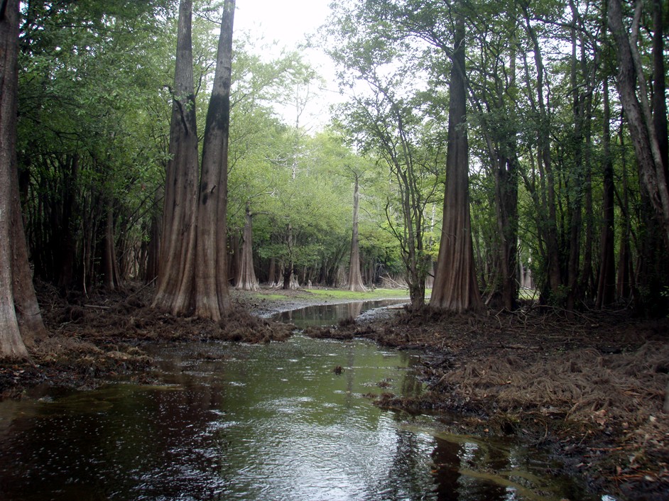  Waccamaw River.