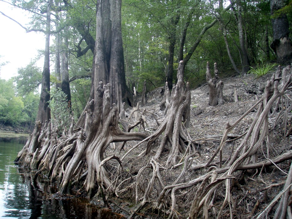  Waccamaw River.