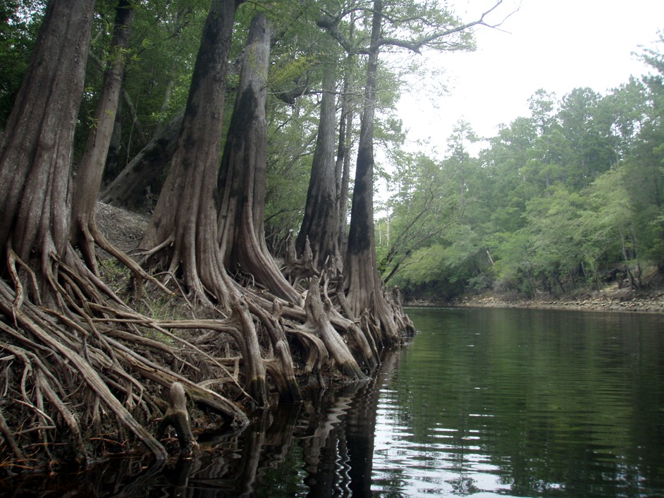  Waccamaw River.