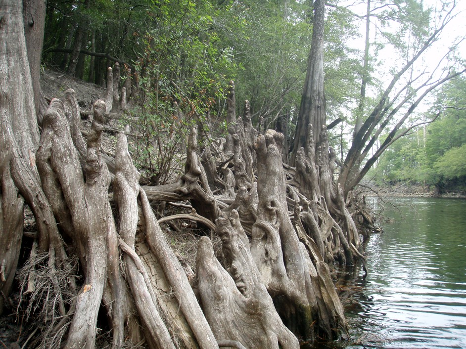  Waccamaw River.