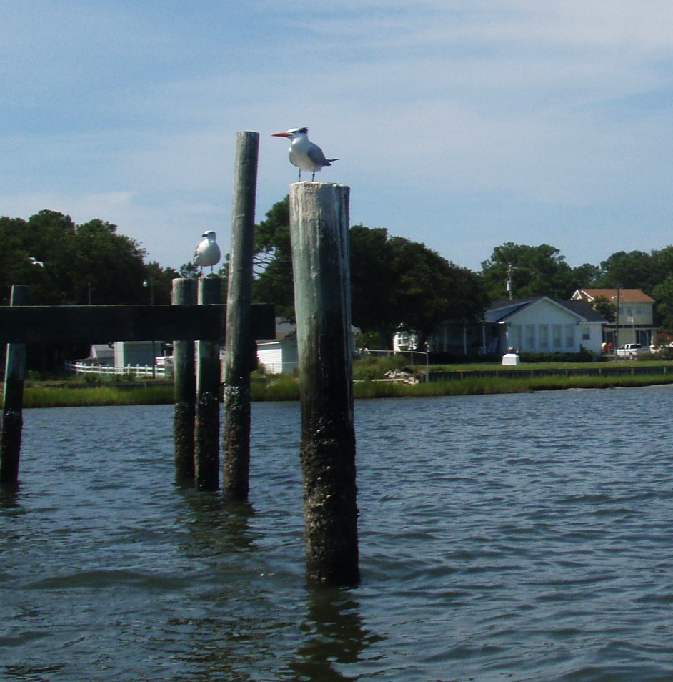  Bogue Sound canoe and kayak trip.