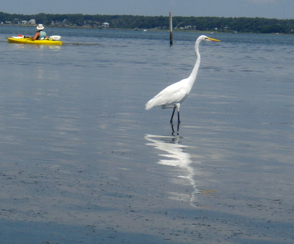  Bogue Sound canoe and kayak trip.