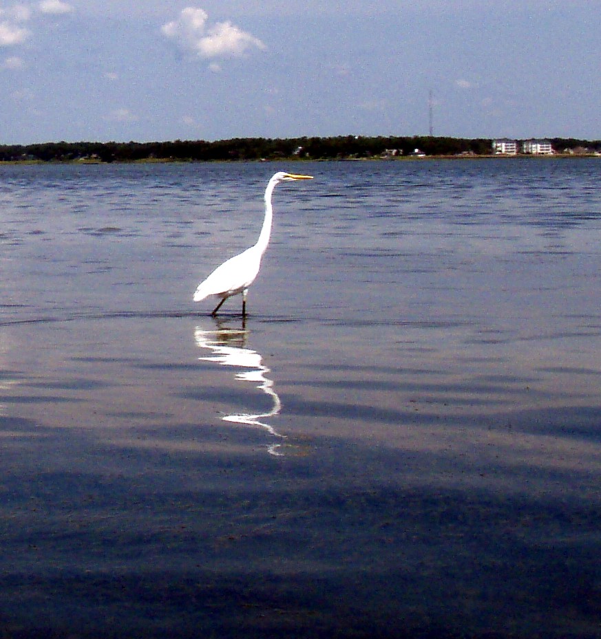  Bogue Sound canoe and kayak trip.