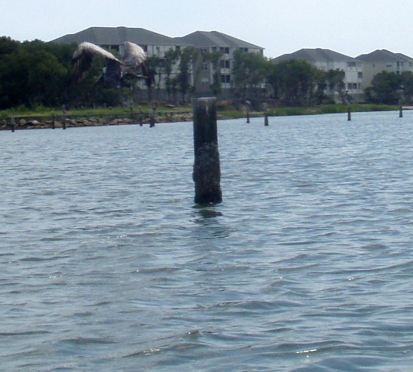  Bogue Sound canoe and kayak trip.