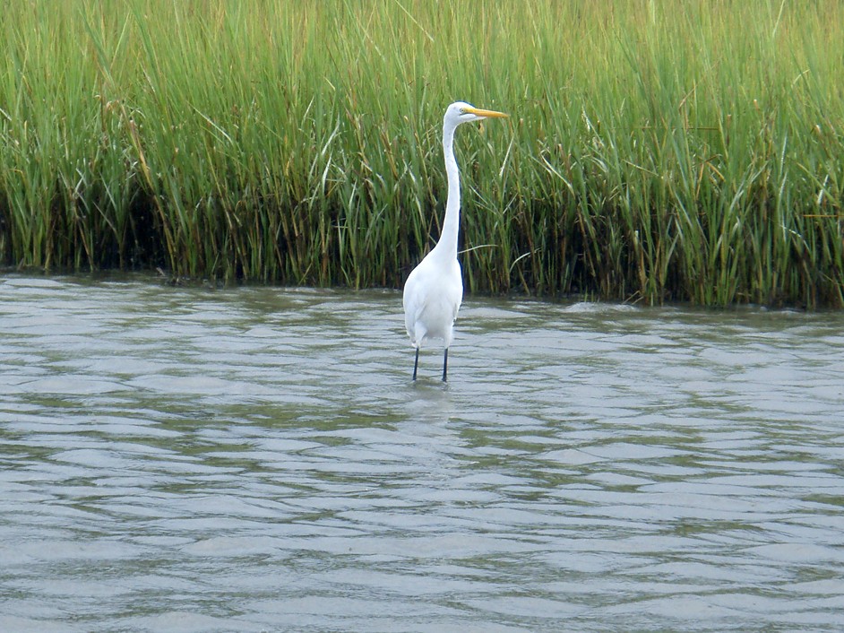  Bogue Sound kayak trip.