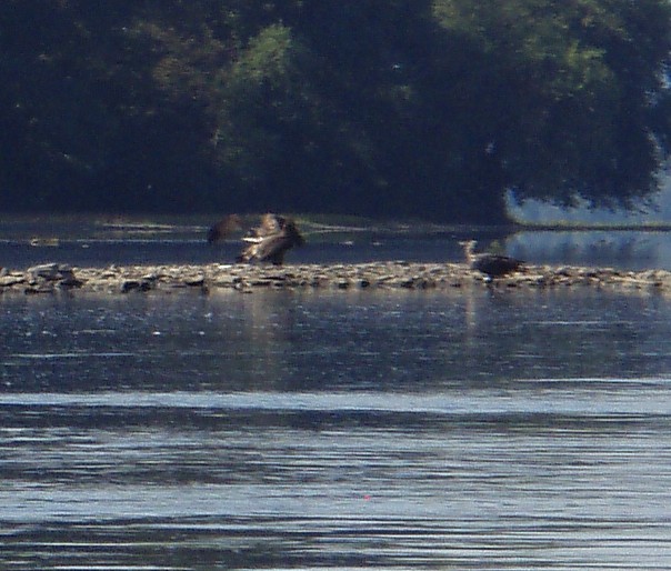  Susquehanna River.