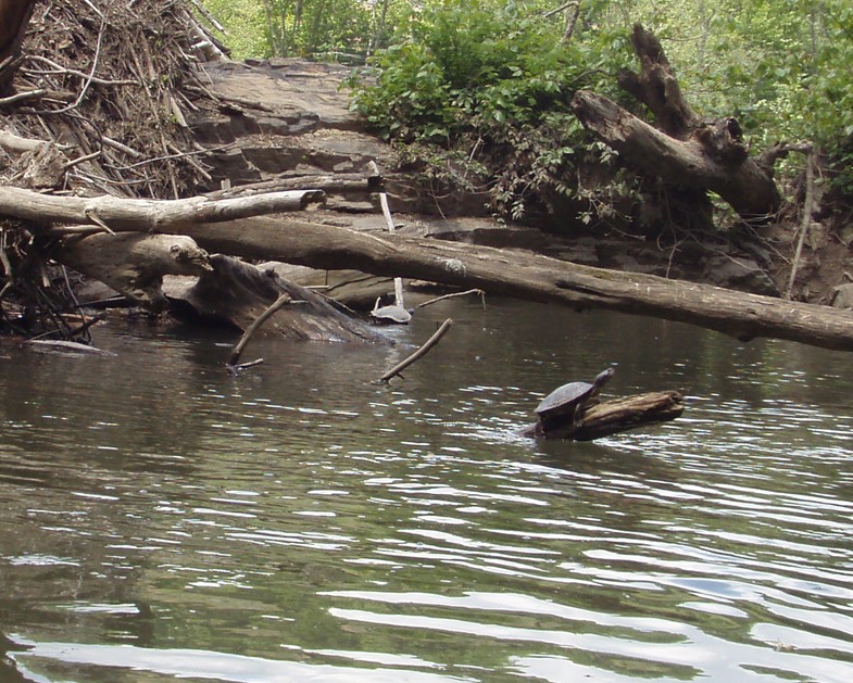  Juniata River.