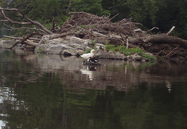  Juniata River.