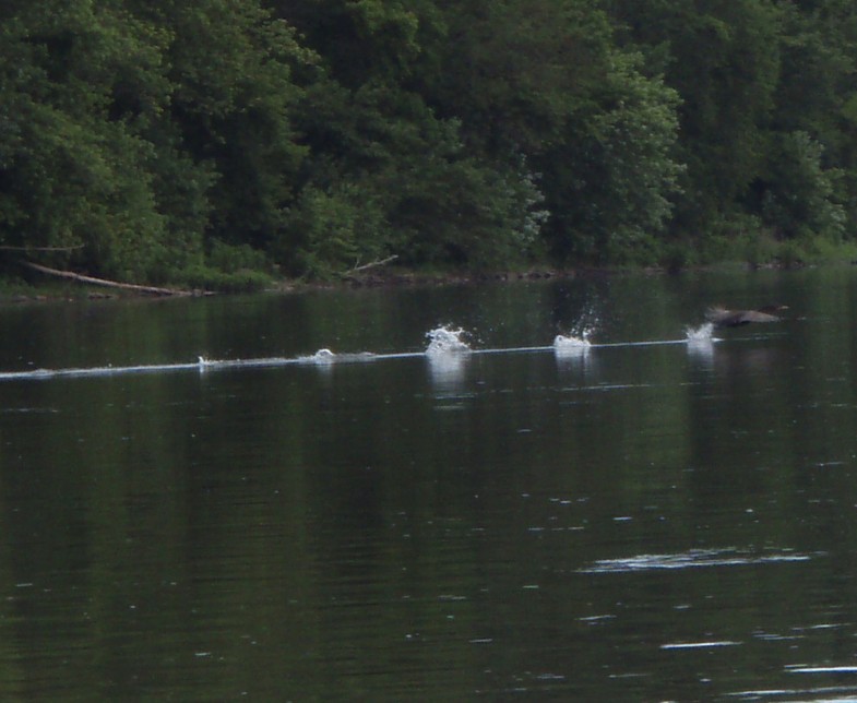  Juniata River.