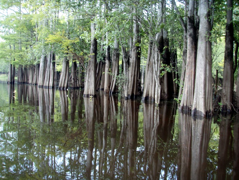  Waccamaw River trip.