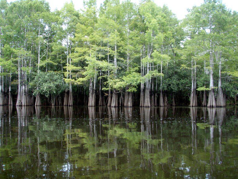  Waccamaw River trip.