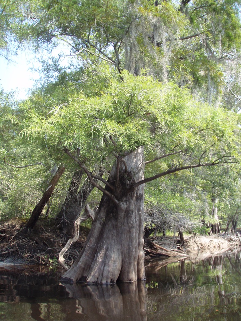  Waccamaw River trip.