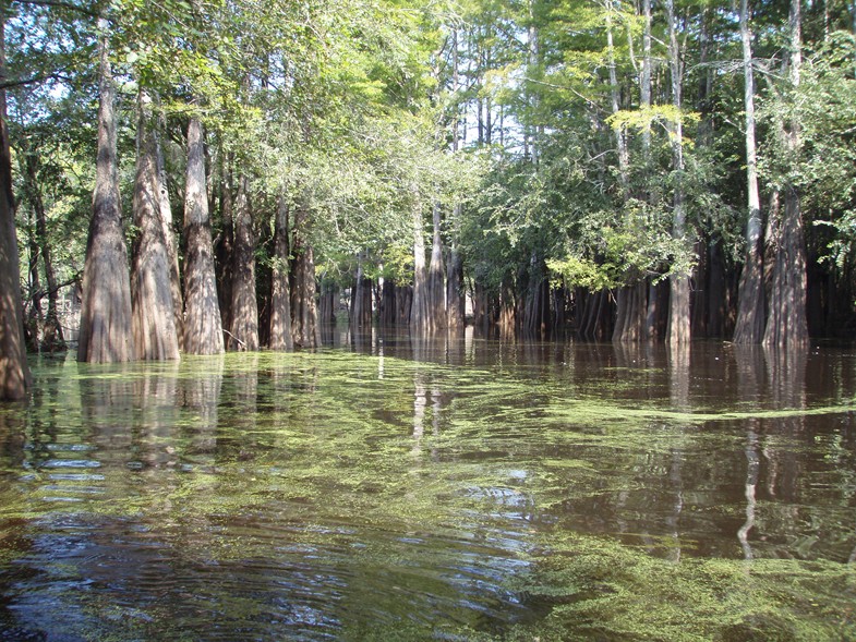  Waccamaw River trip.