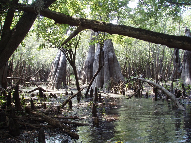  Waccamaw River trip.