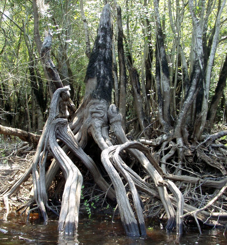  Waccamaw River trip.