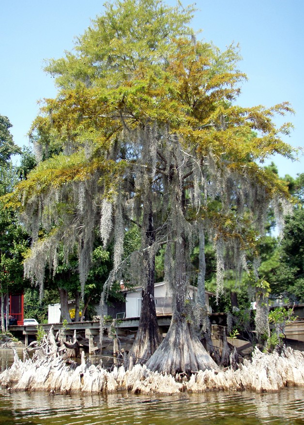  Lake Waccamaw trip.