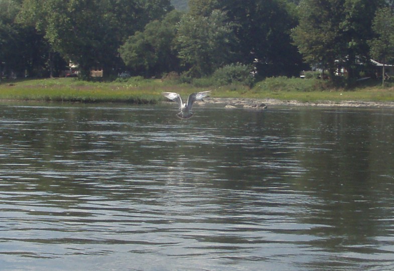  Susquehanna River.