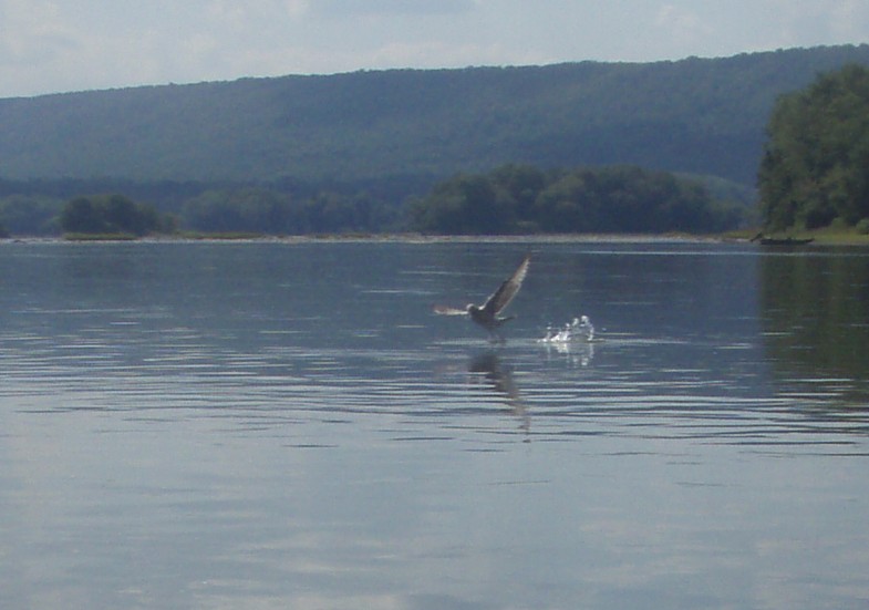  Susquehanna River.