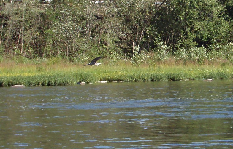  Juniata River.