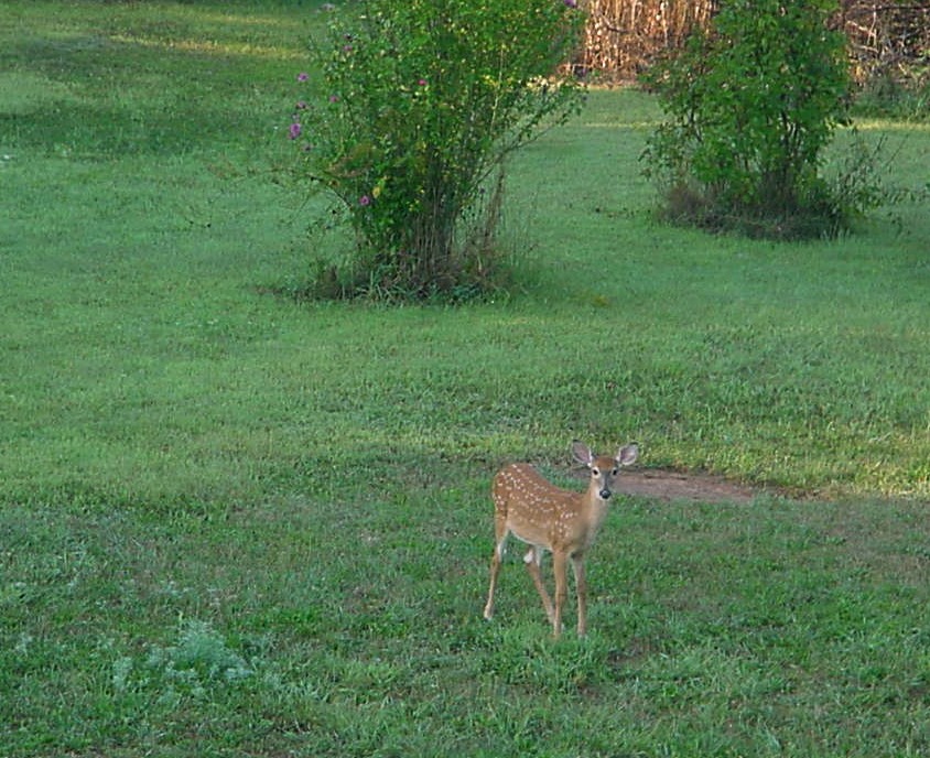  Backyard deer.