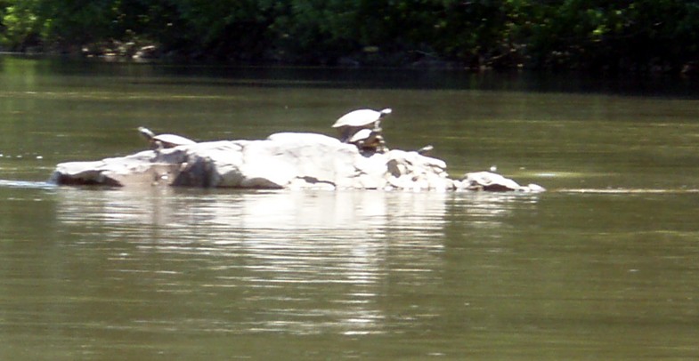  Juniata River.