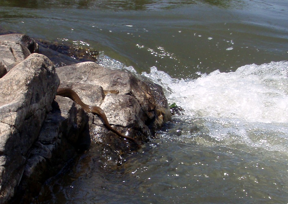  Juniata River.