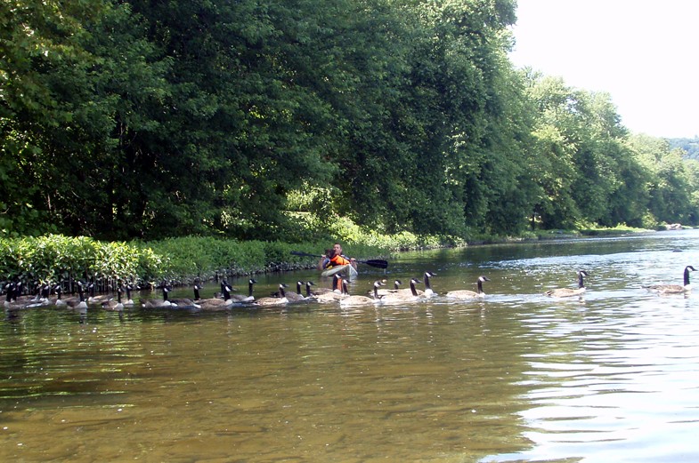  Juniata River.