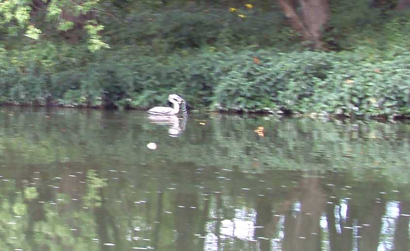  Juniata River.