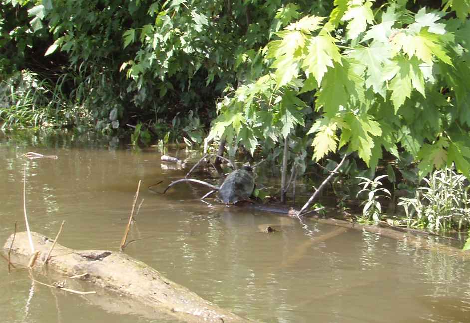  Juniata River.