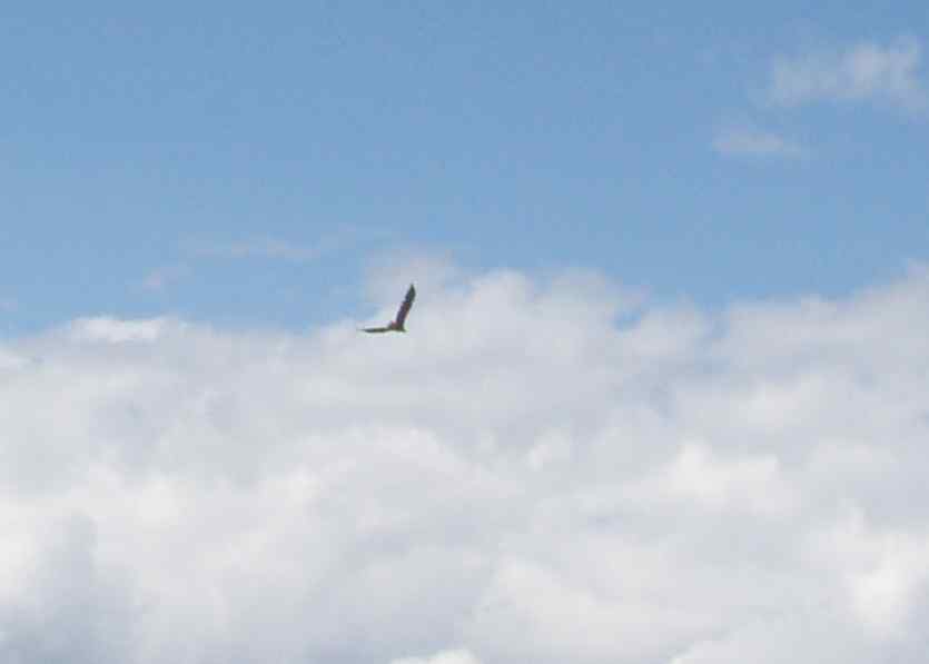  Bald Eagle.