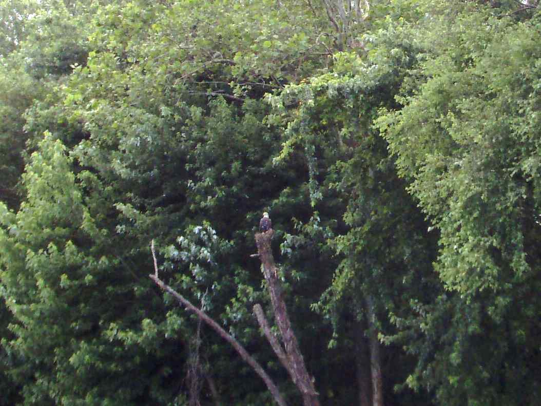  Baby Bald Eagle.