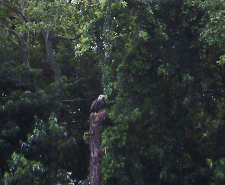  Baby Bald Eagle.