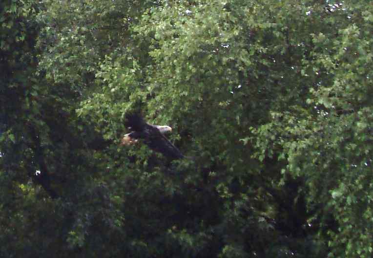  Baby Bald Eagle.