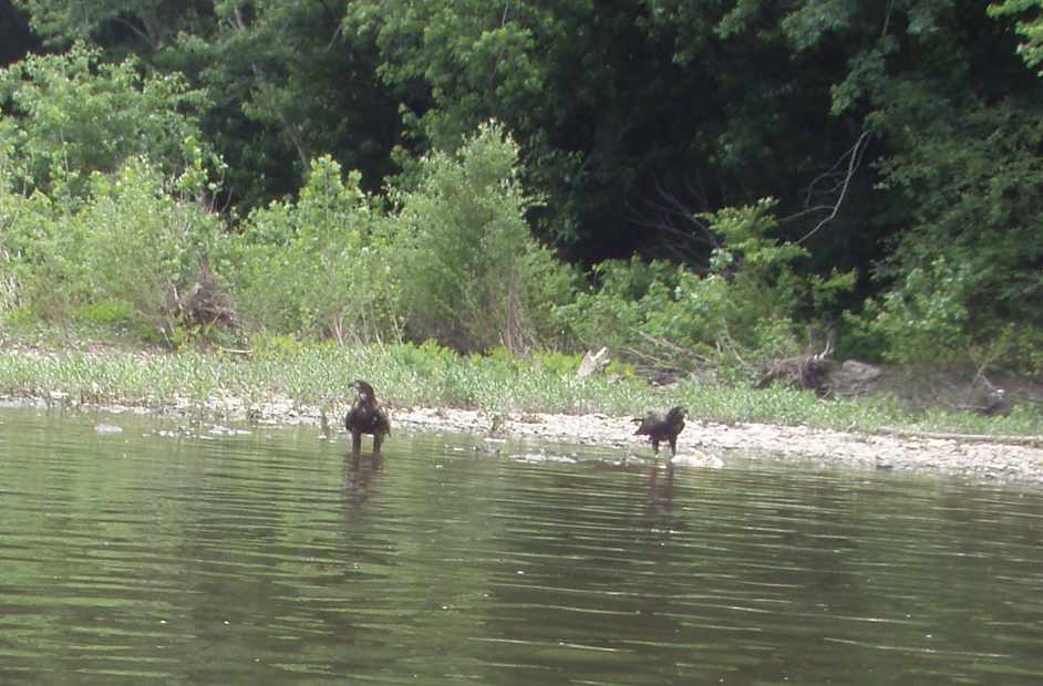  Juniata River.