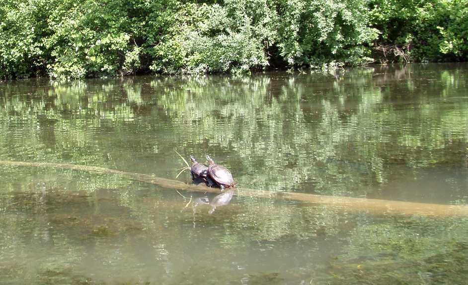  Little Buffalo.