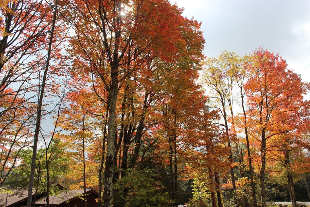  Blackwater Falls State Park. 