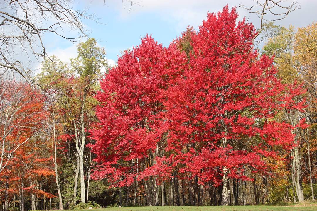  Blackwater Falls State Park. 