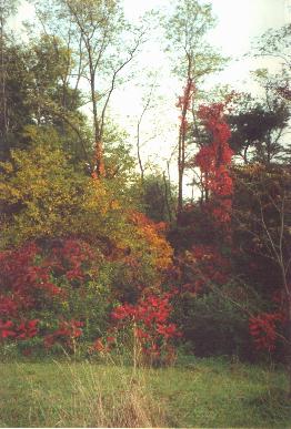Our backyard in the fall
