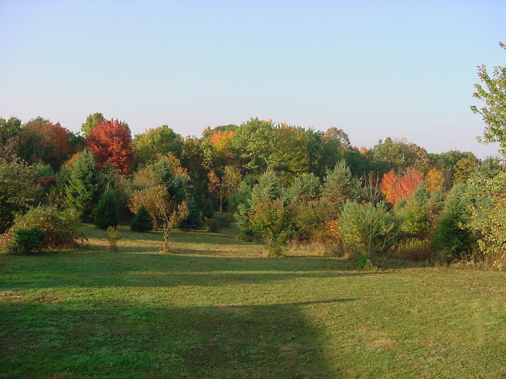 Our backyard in the fall