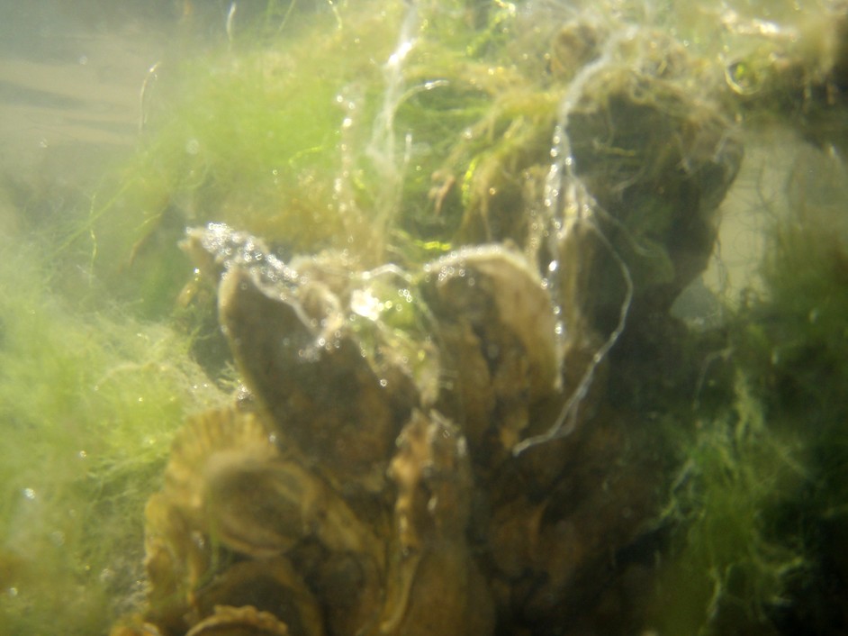  Bogue Inlet canoe and kayak trip.