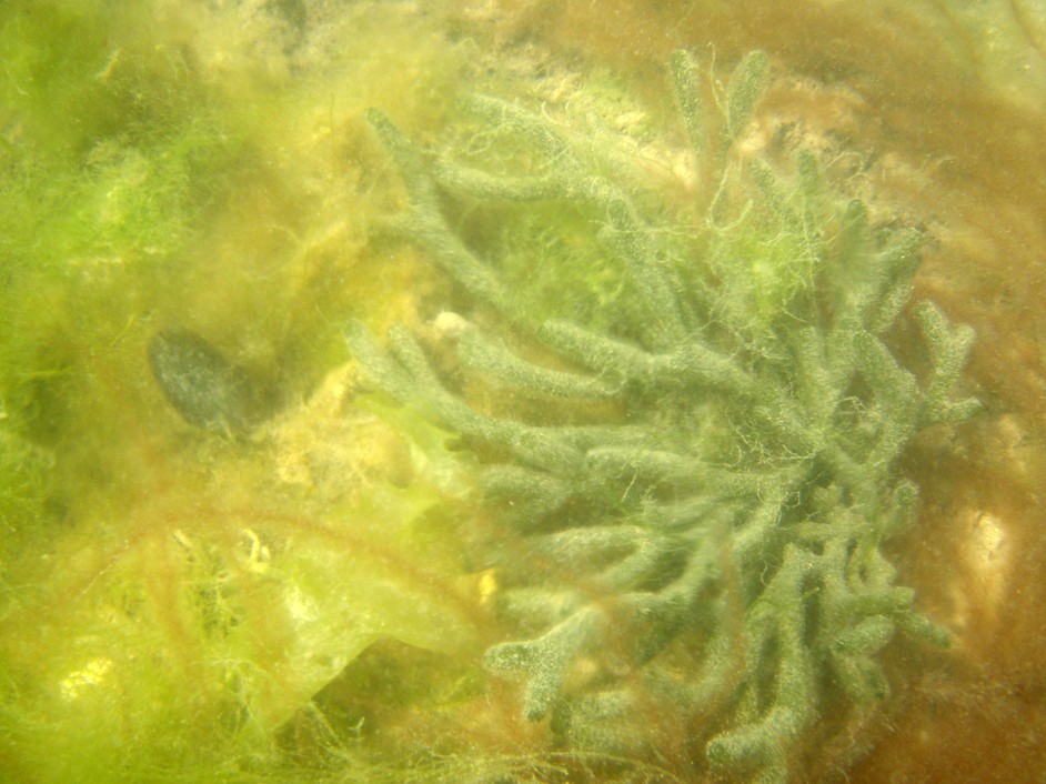  Bogue Inlet canoe and kayak trip.