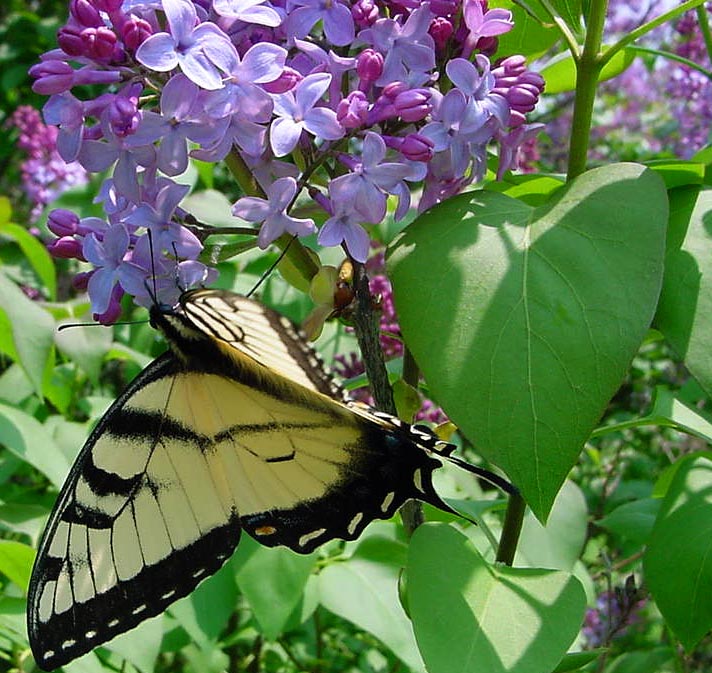  Springtime at home in Perry County